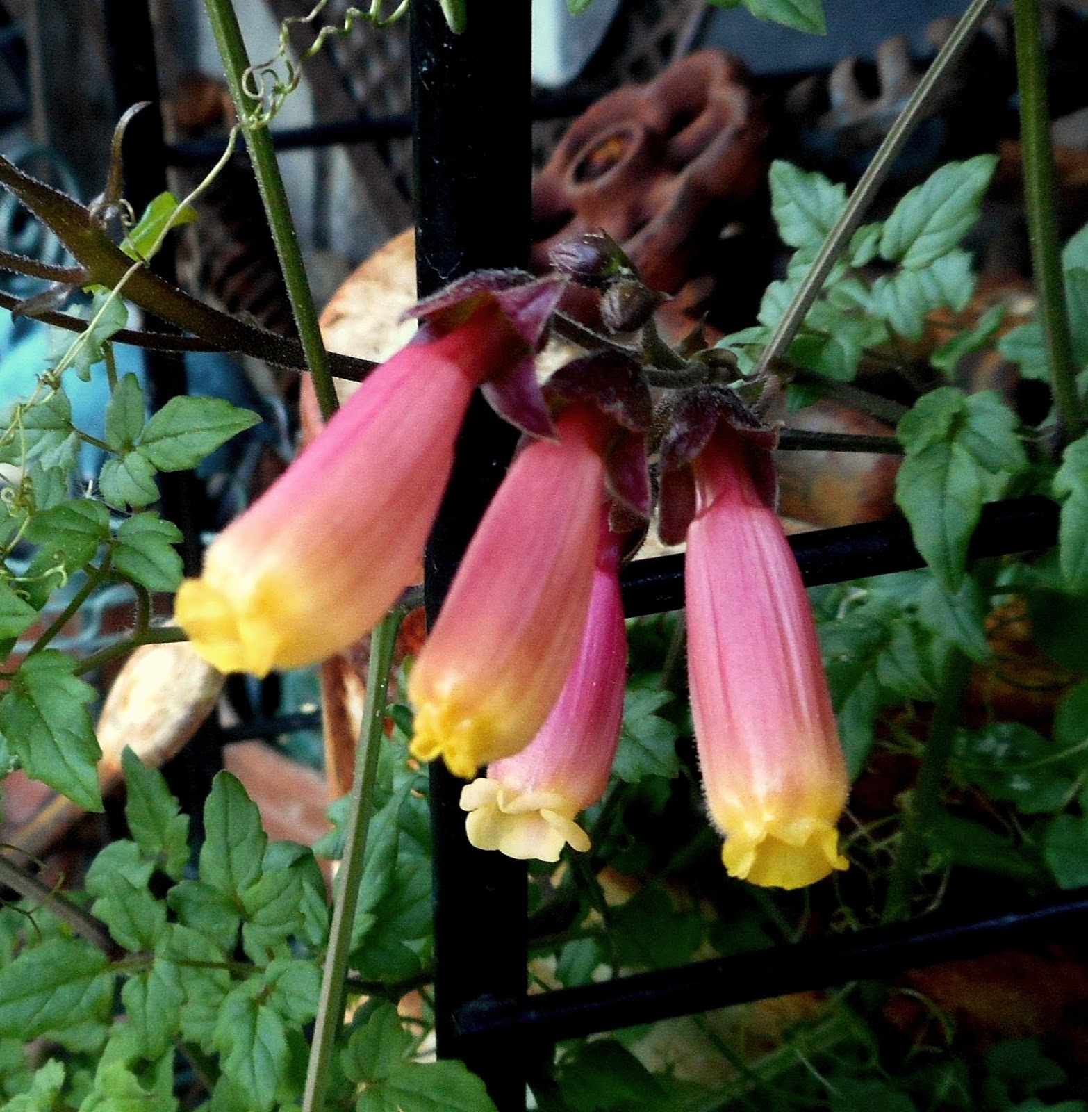 Gardening With Grace Before The Rains Return