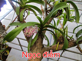 Lan ngọc điểm (nghinh xuân), 1 loại lan rừng rất được người Việt ưa thích vì hương thơm ngọt ngào của chúng