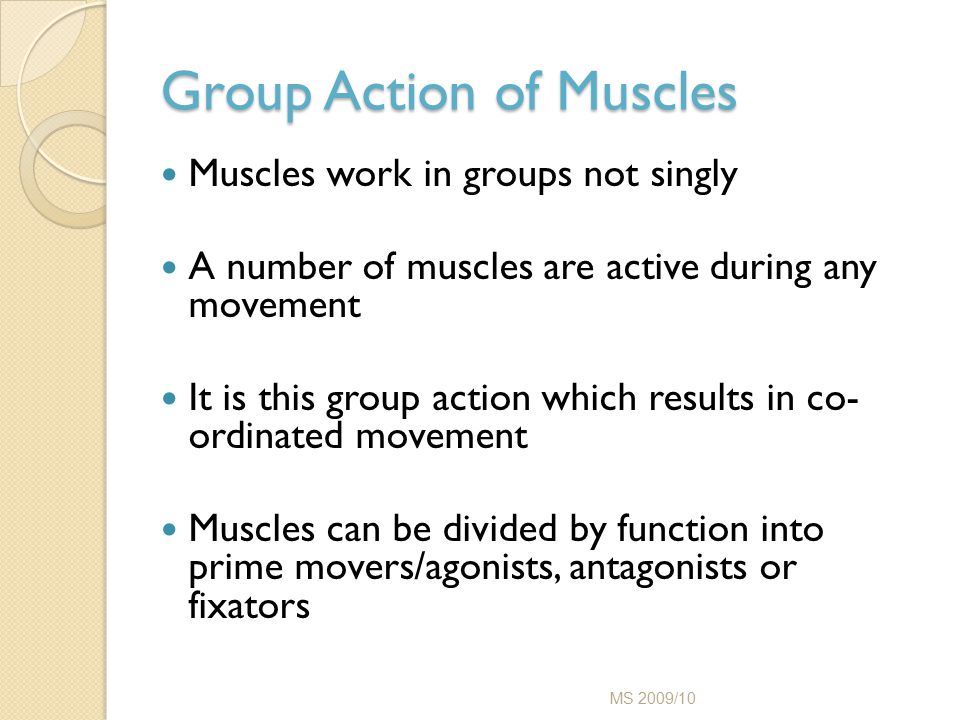 Group Action of Muscles