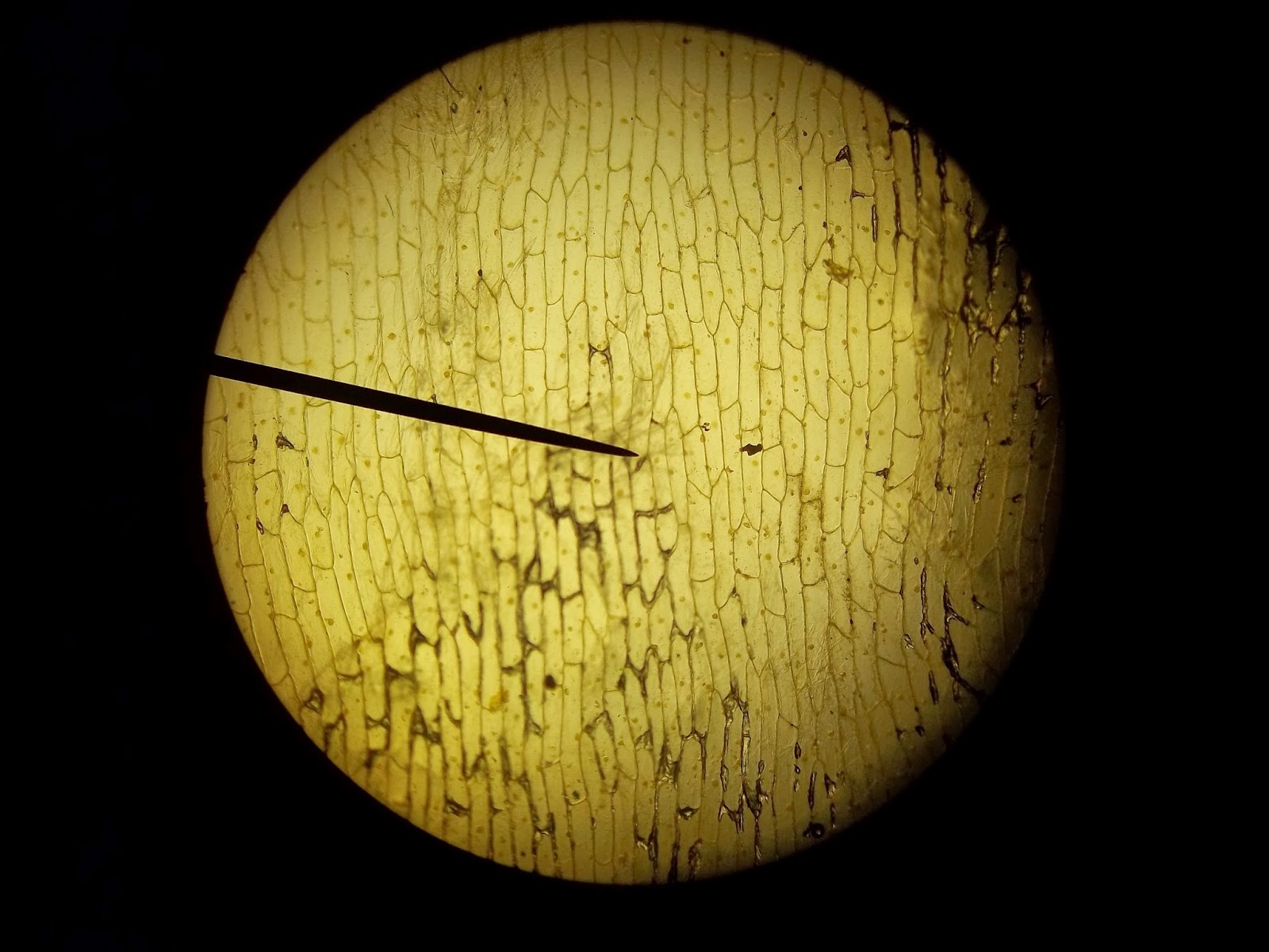 Hands On Science Pictures of our onion cell lab!