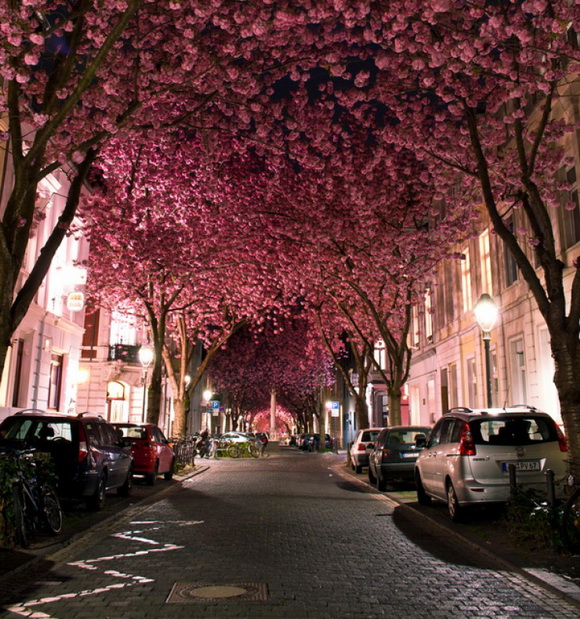 Túnel Cherry Blossom - Bonn - Alemanha