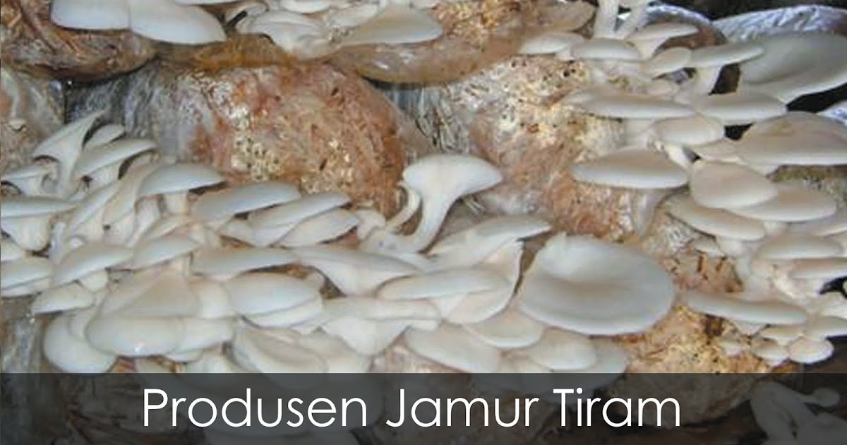 Produsen Jamur Tiram Bojonegoro