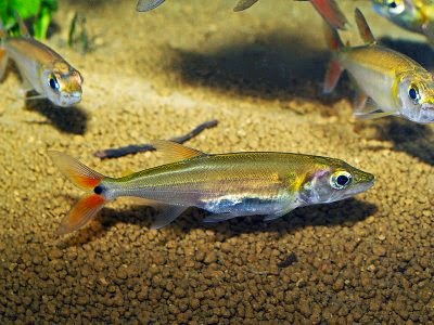 Ikan Red Tail Barracuda Dunia Akuarium