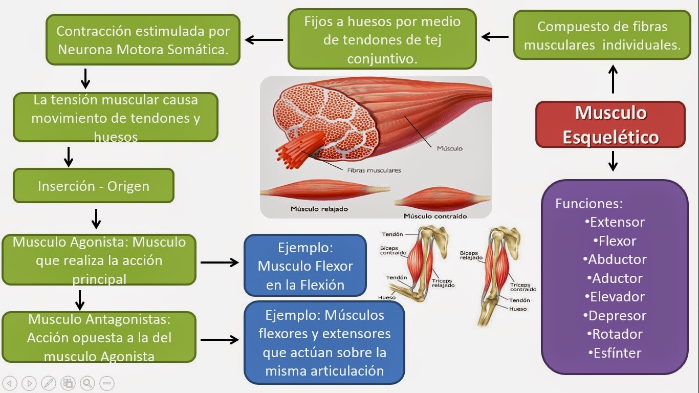 Músculo Esquelético | Fisiología Medica
