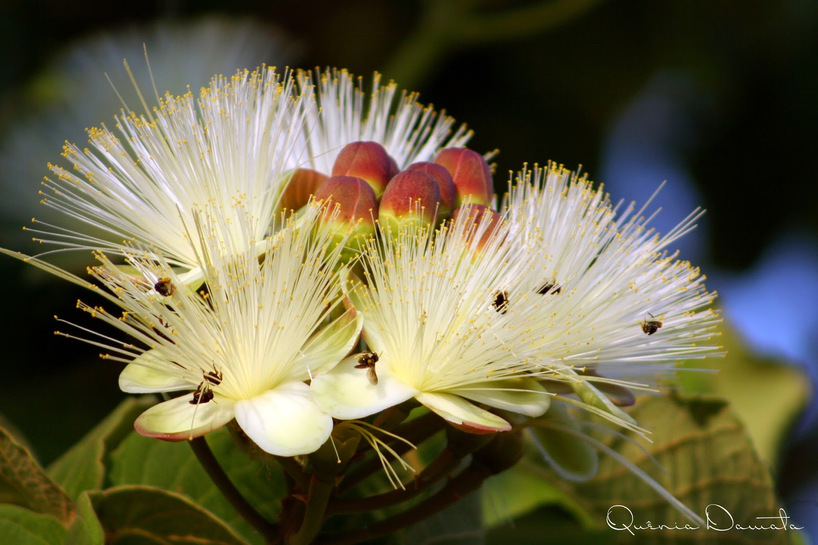 Flor de Pequi Fotos do Cerrado...