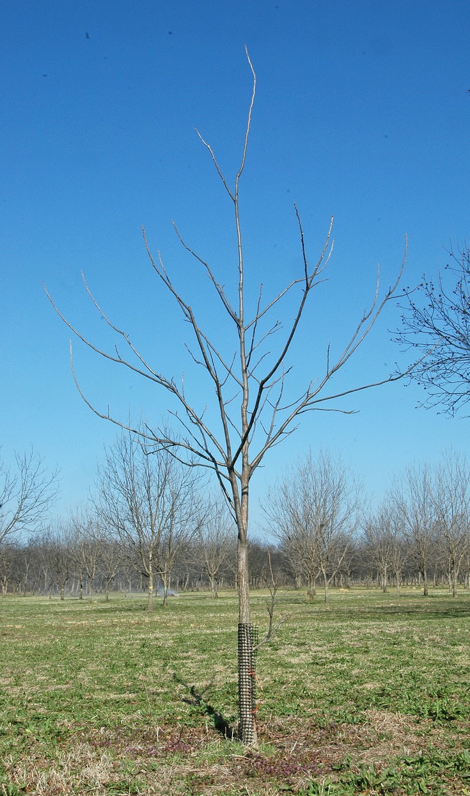 Northern Pecans Young pecan trees need training