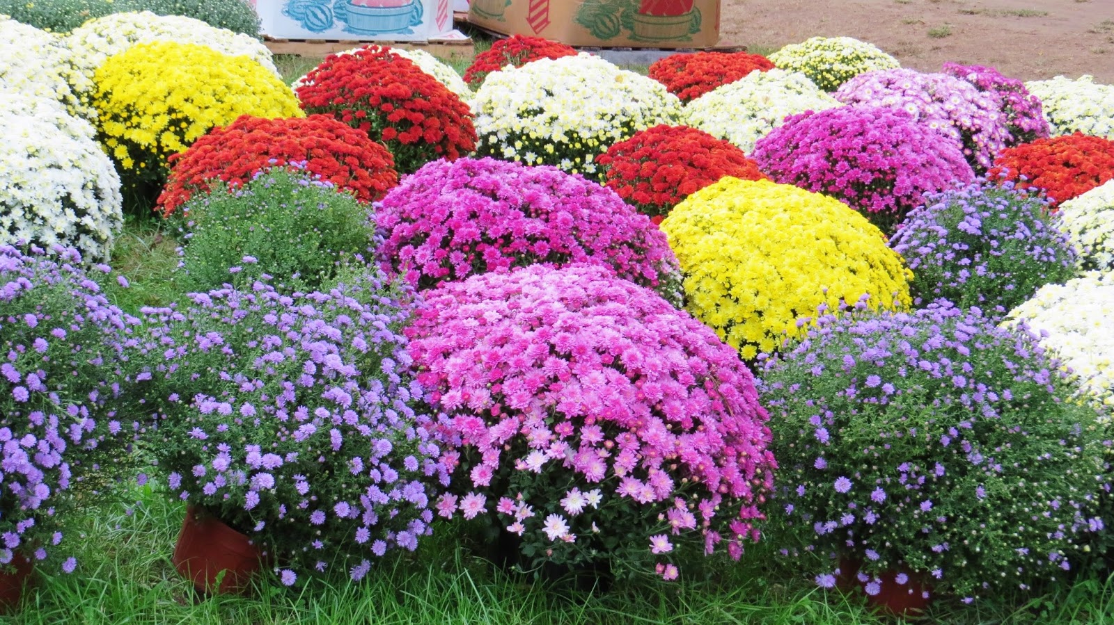 Let Your Light Shine Mums The Brilliant Purple