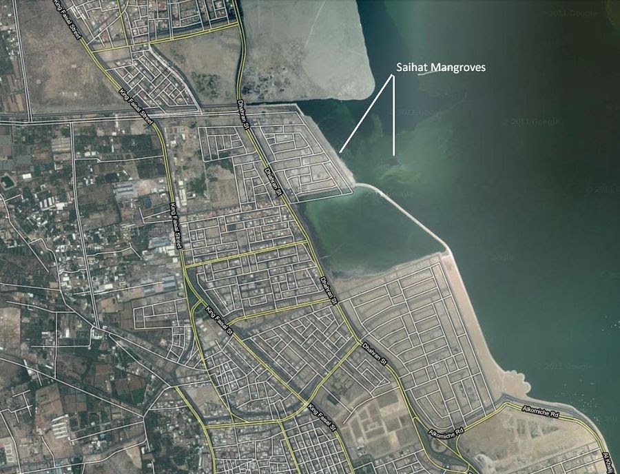 Birds of Saudi Arabia Saihat Mangroves Location Details