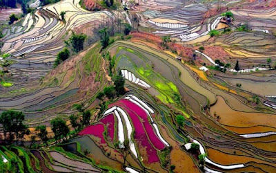 Campos de arroz en Yunnan, China
