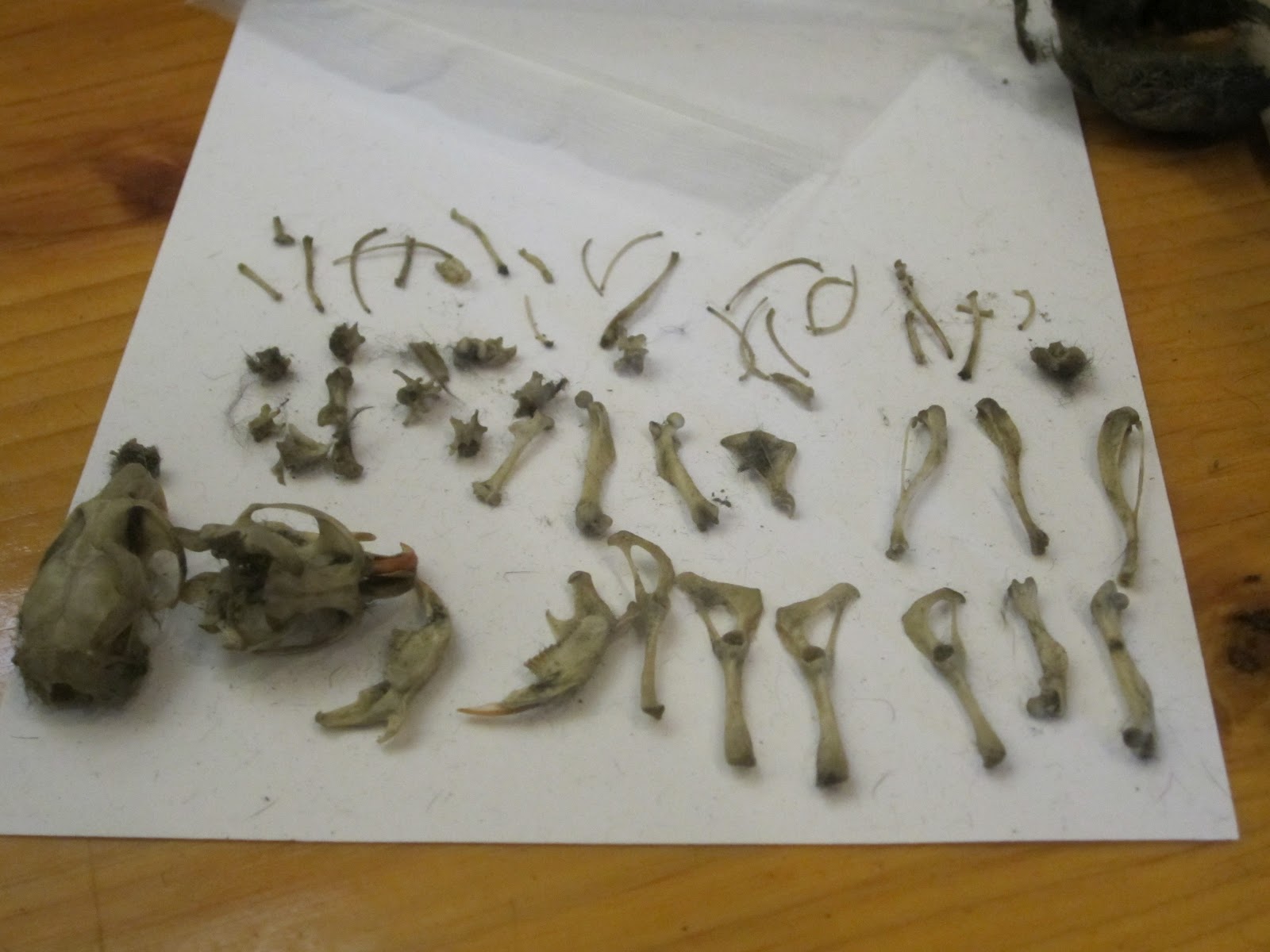 Harvest Moon by Hand How To Dissect an Owl Pellet