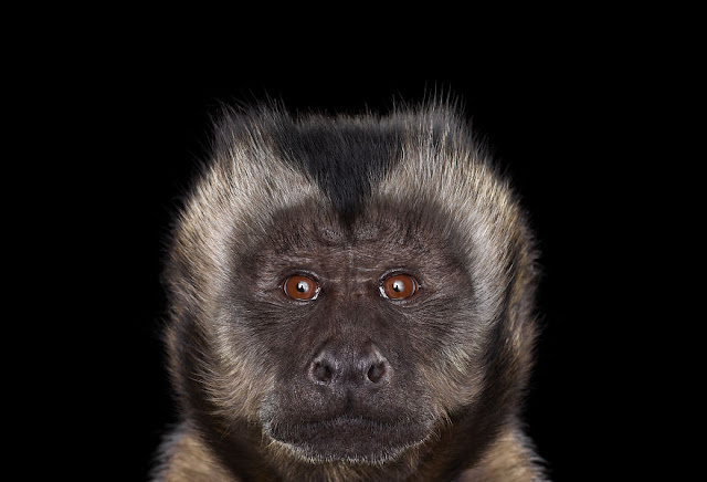 I-Create-Studio-Portraits-of-Exotic-Animals-Looking-Directly-Into-the-Camera3__880