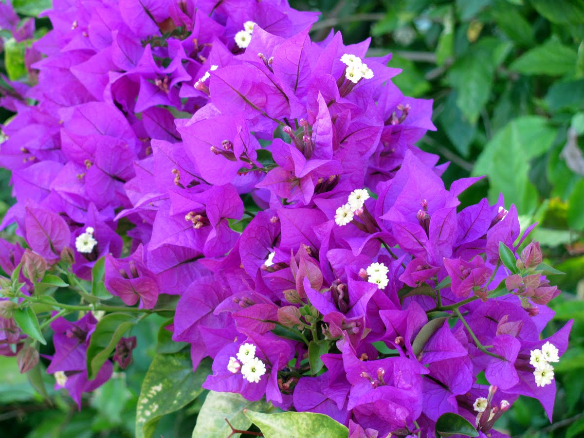 Key West Vacation Gypsy The Colors of Spring Flora in Key West