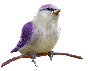 teka_bird%2B22.gif