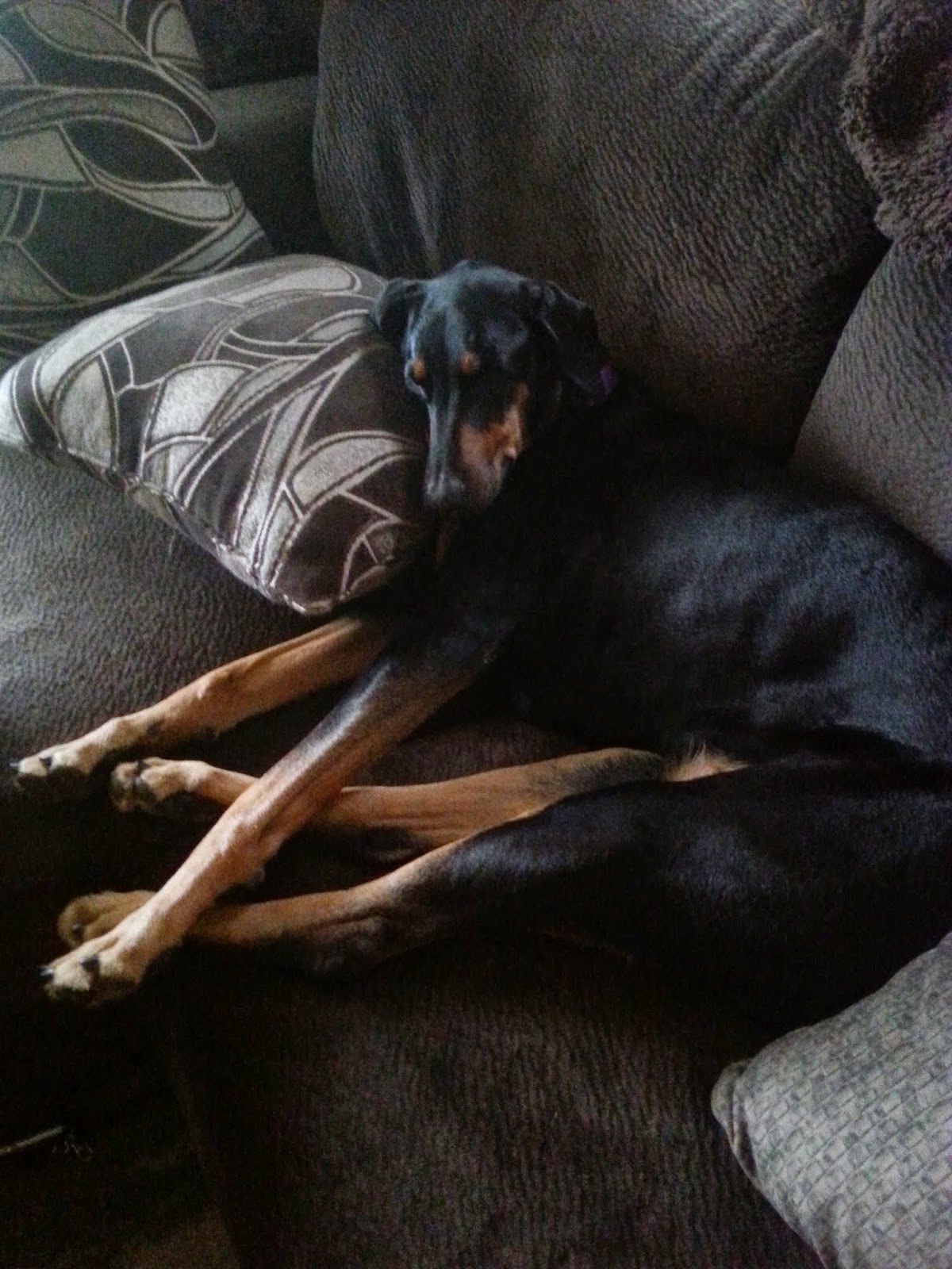 Lily the doberman napping on pillow.