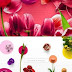 Flower Tulips Edition - Custom Scene 1