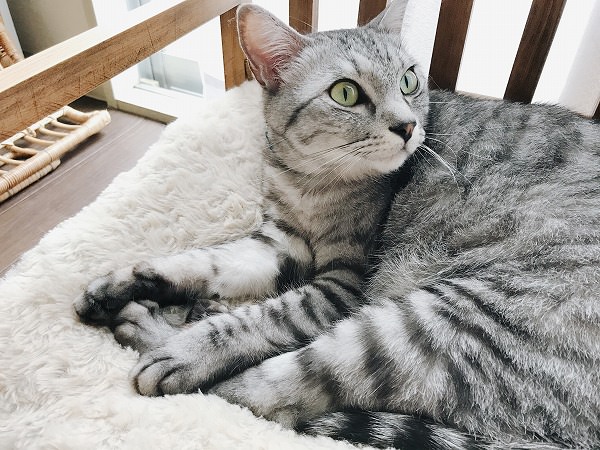 ベッドでくつろいでるサバトラ猫