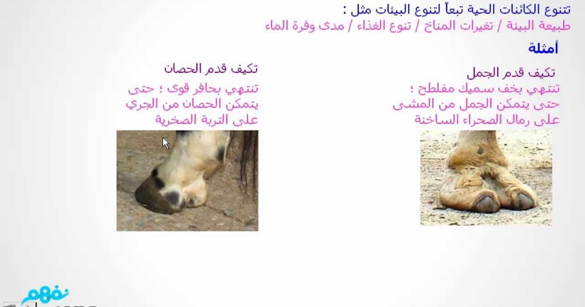 التكيف في الكائنات الحية