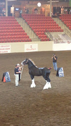 2015 Calgary Stampede Grand Champion Stallion