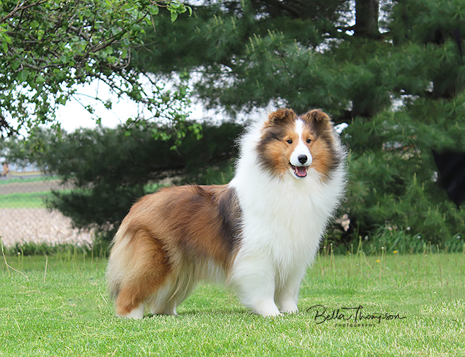 bella thompson shelties