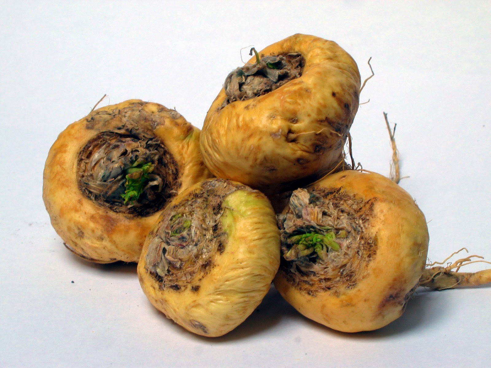 Лепидиум мака. Лепидиум мака. Перуанский корень мака. Корневая мака декоративного. Мак корневища.