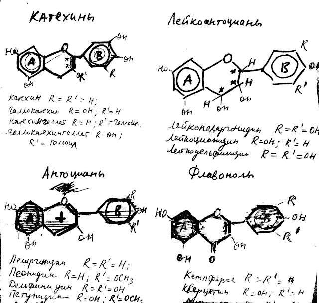Строение и структура основных флавоноидов в виноградном вине по М. М. Скурихину