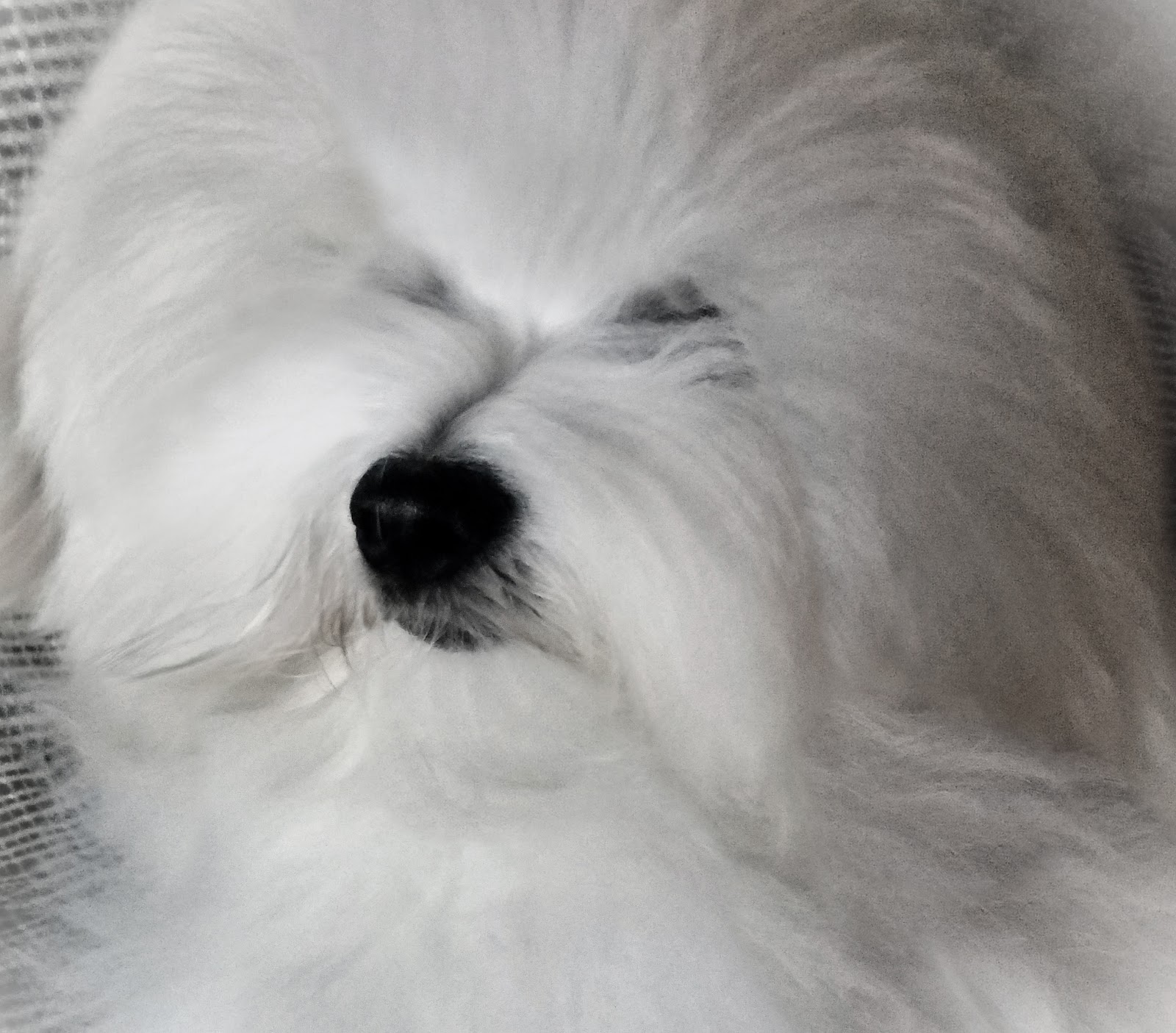 Simply Grand Coton de Tulear puppies, Coton de Tulear breeder, Coton