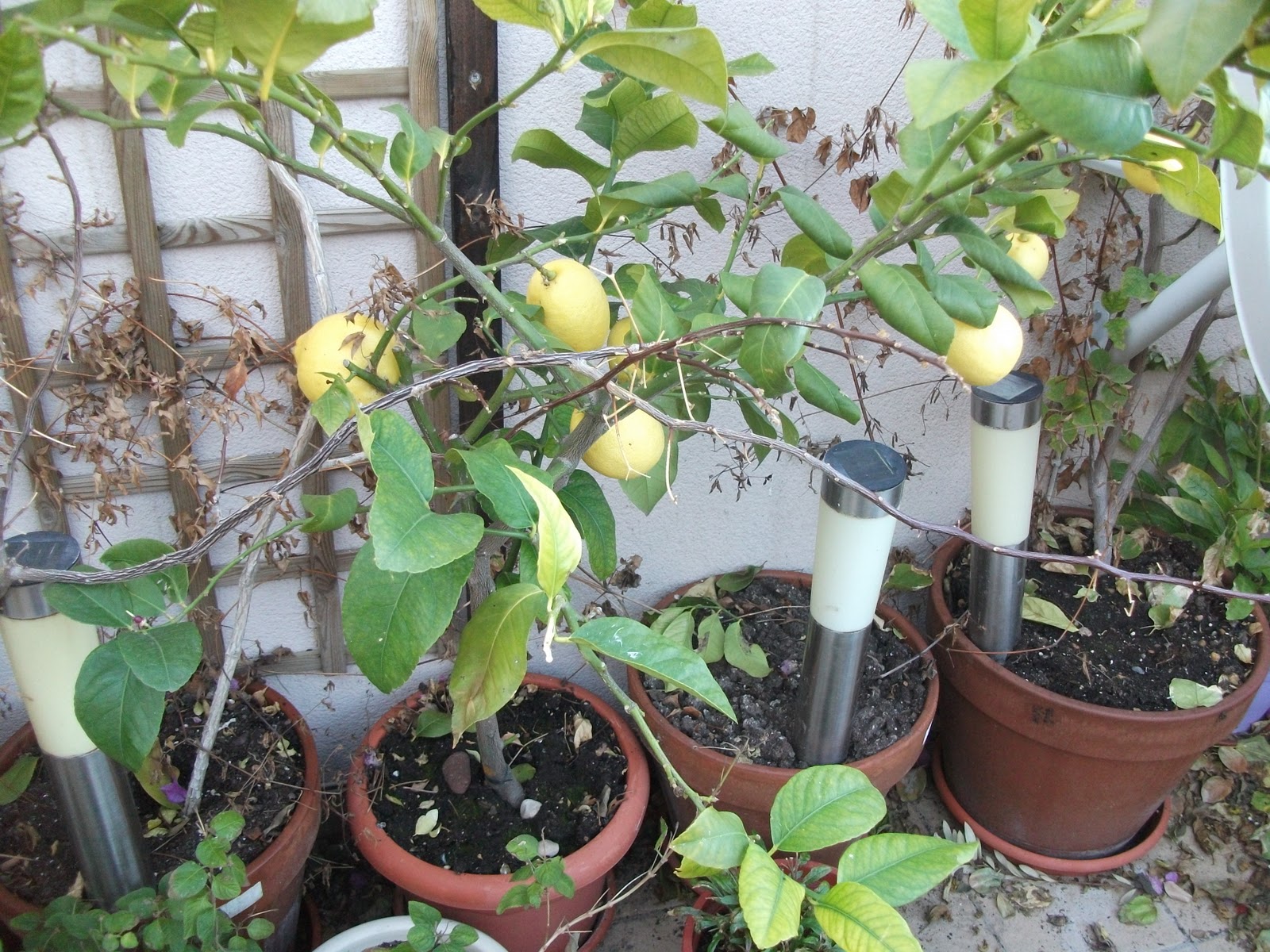 My Sunny Rooftop Garden