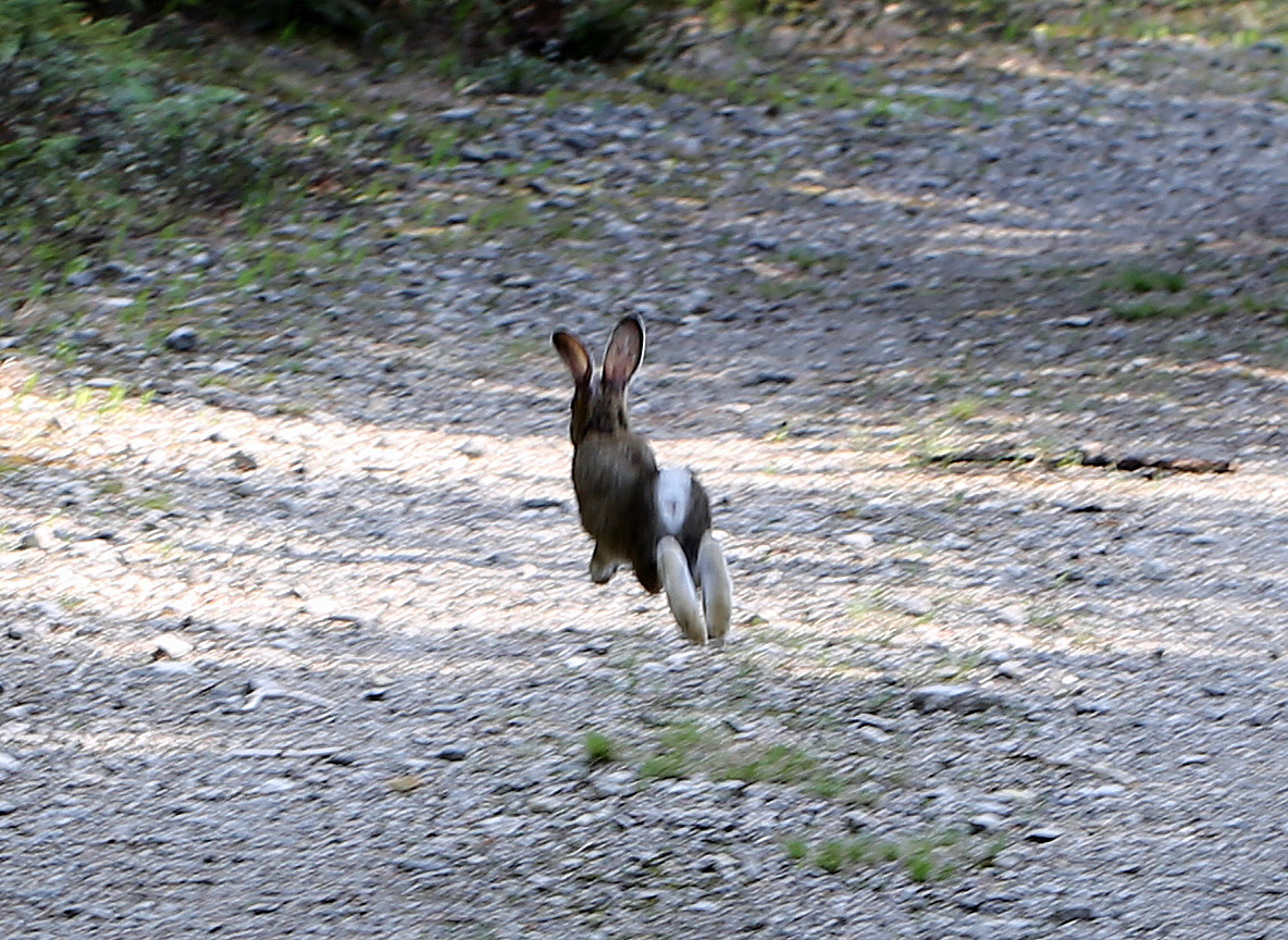 Ohio Birds and Biodiversity Snowshoe Hare!