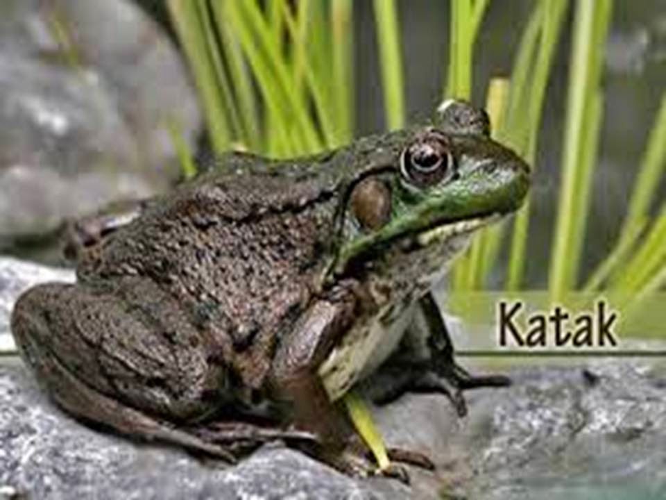 EKOSISTEM RAWA AIR TAWAR: ekosistem rawa air tawar