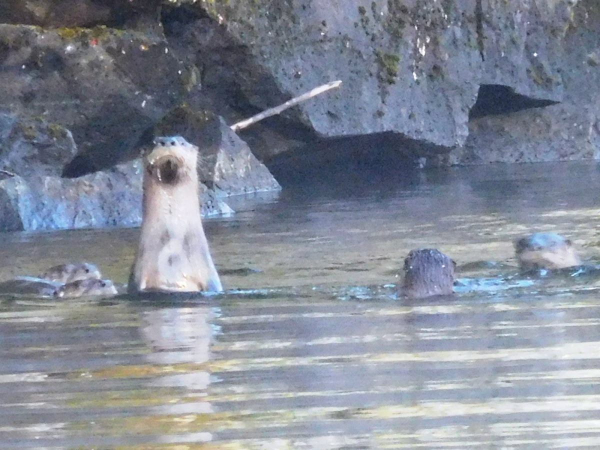 Bow Narrows Camp Blog on Red Lake Ontario 'You otter see what we saw!'