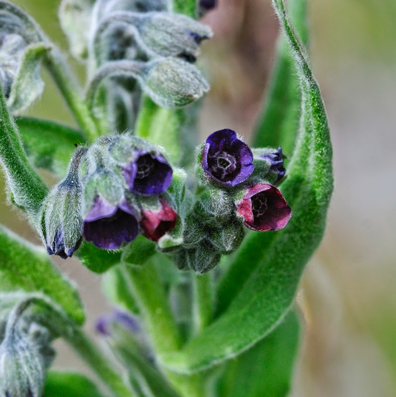 Paseos por la naturaleza: Cynoglossum officinale. Lengua de perro.