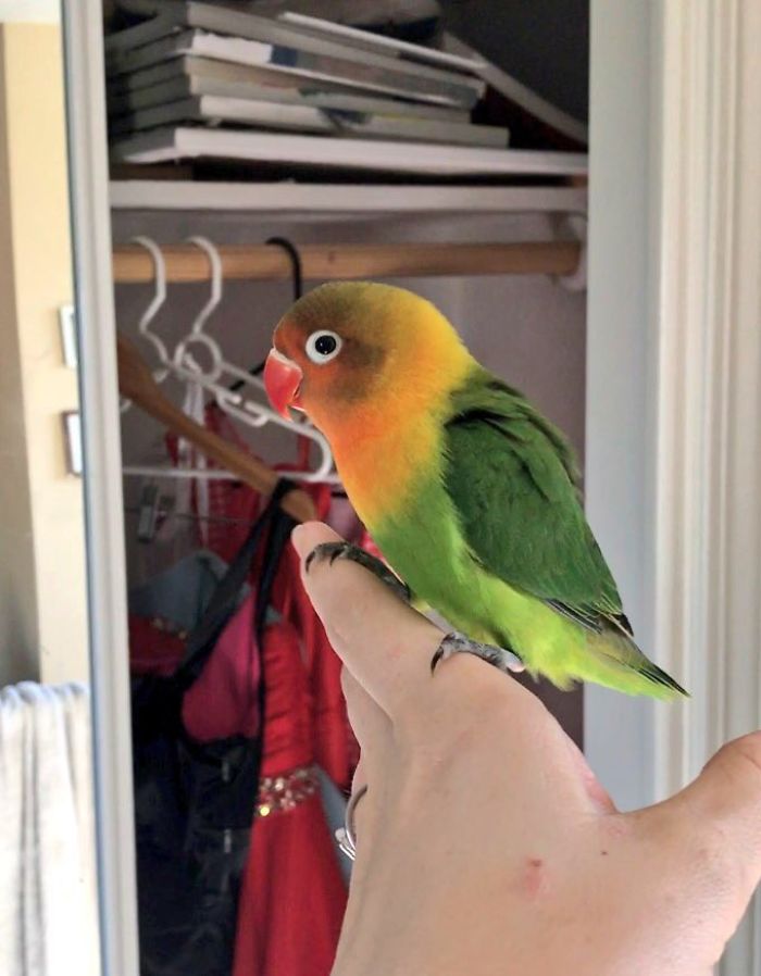 Two Entirely Different Parrots Just Had Babies, And The Result is