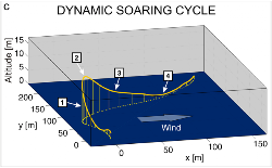 soaring dynamic albatross wandering flapping flying without cycle reference scale solved travels mystery wings miles journey single mostly ocean open