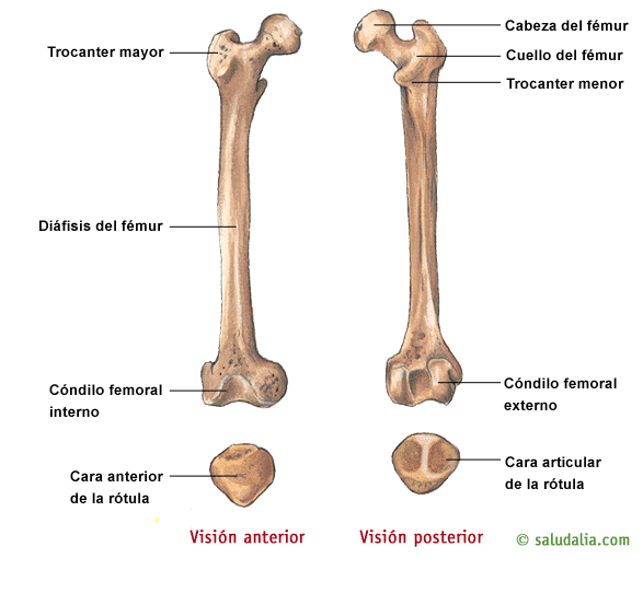 El hueso del cuerpo mas largo "Fémur"