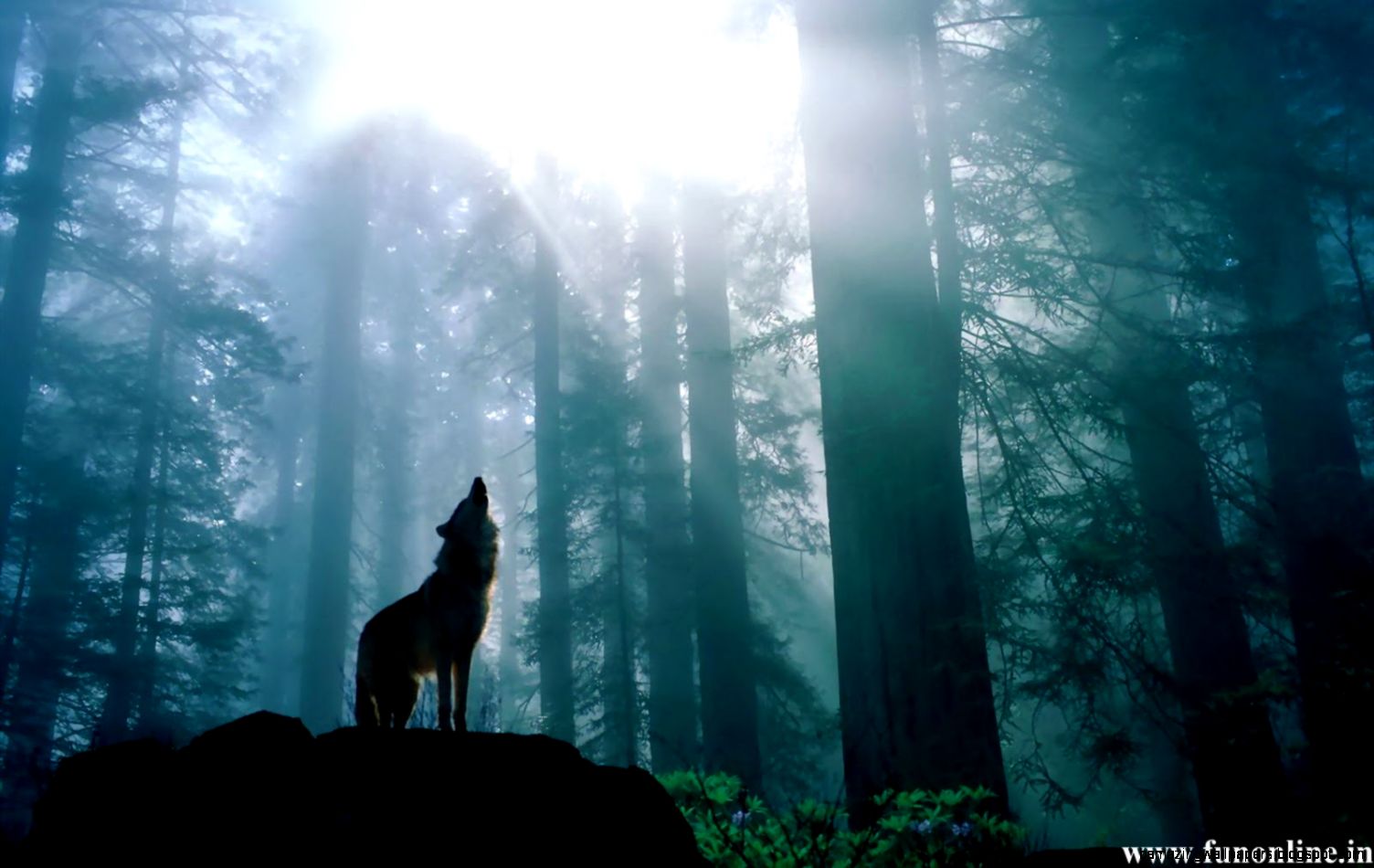 Dark Forest Wolf Related Keywords  Suggestions   Dark Forest Wolf