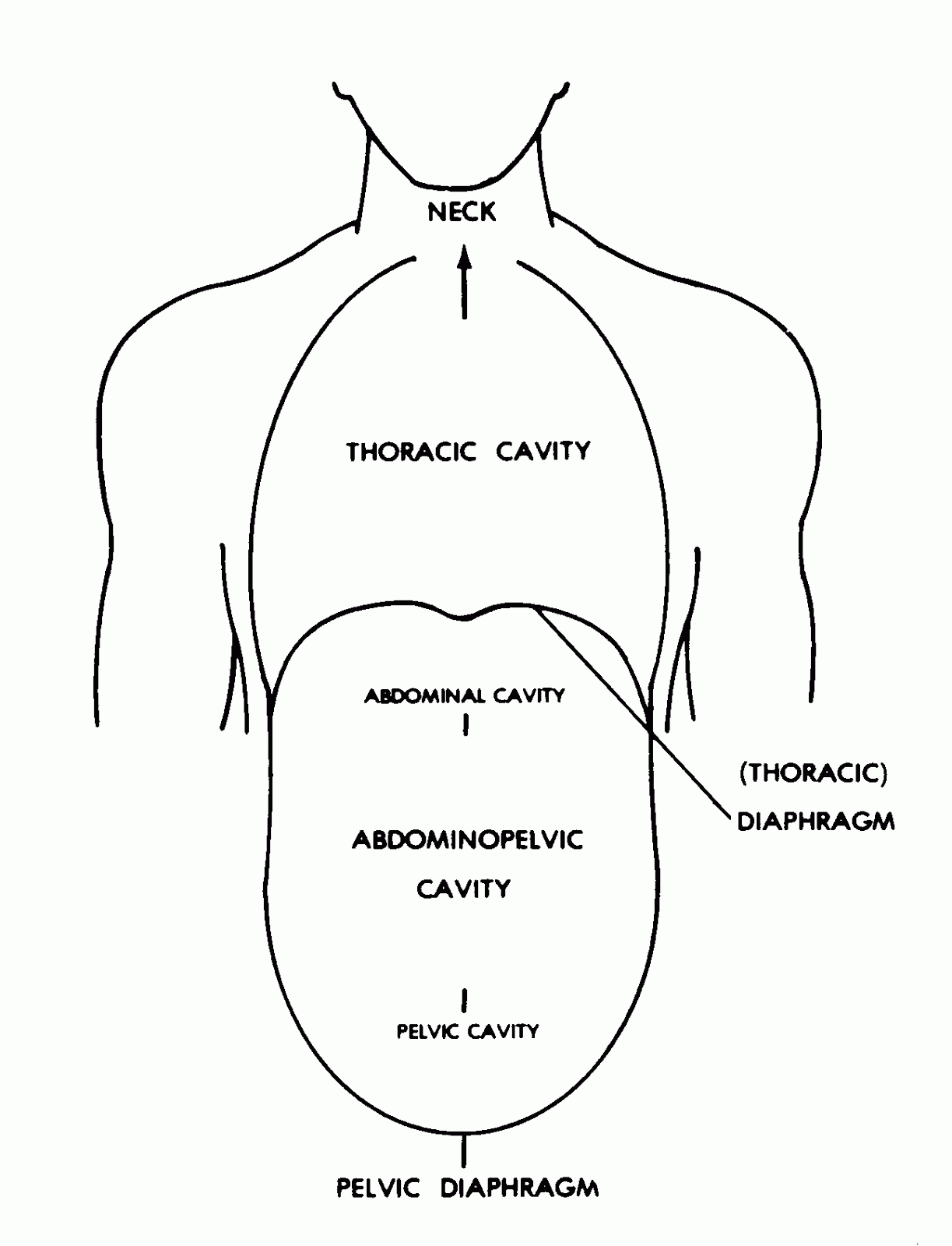 ENFERMERÍA NURSING HUMAN TRUNK (TÓRAX, ABDOMEN) AND LIMBS