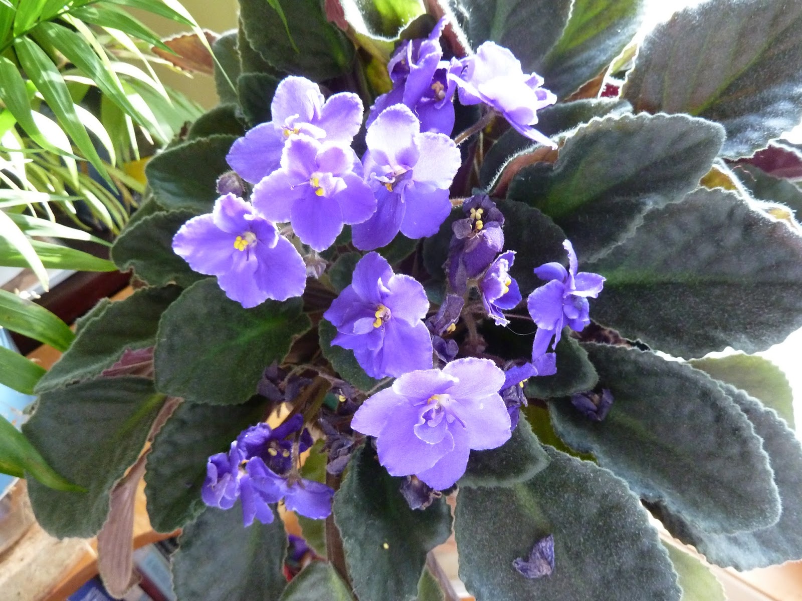 Marlene's Space Do African Violets Have a Blooming Season?!