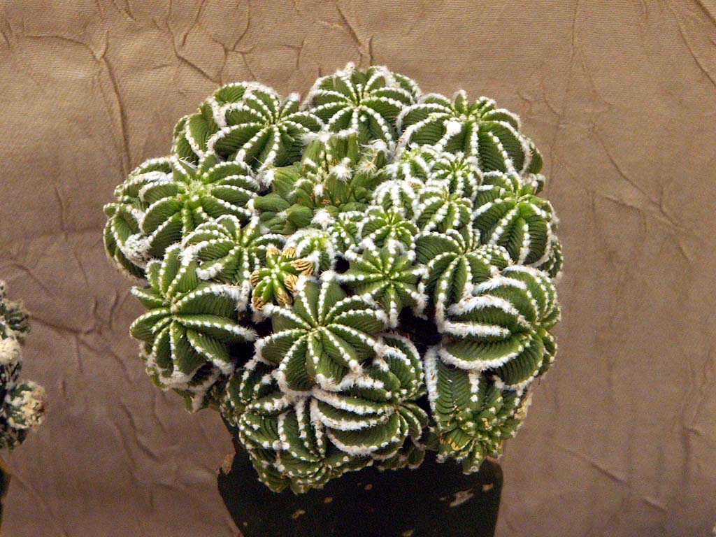 Garden Plants Aztekium