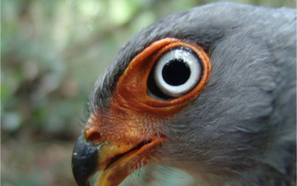 Falcão críptico, descoberto em 2002 no Estado do Pará. Acredita-se que haja um grande número deles.
