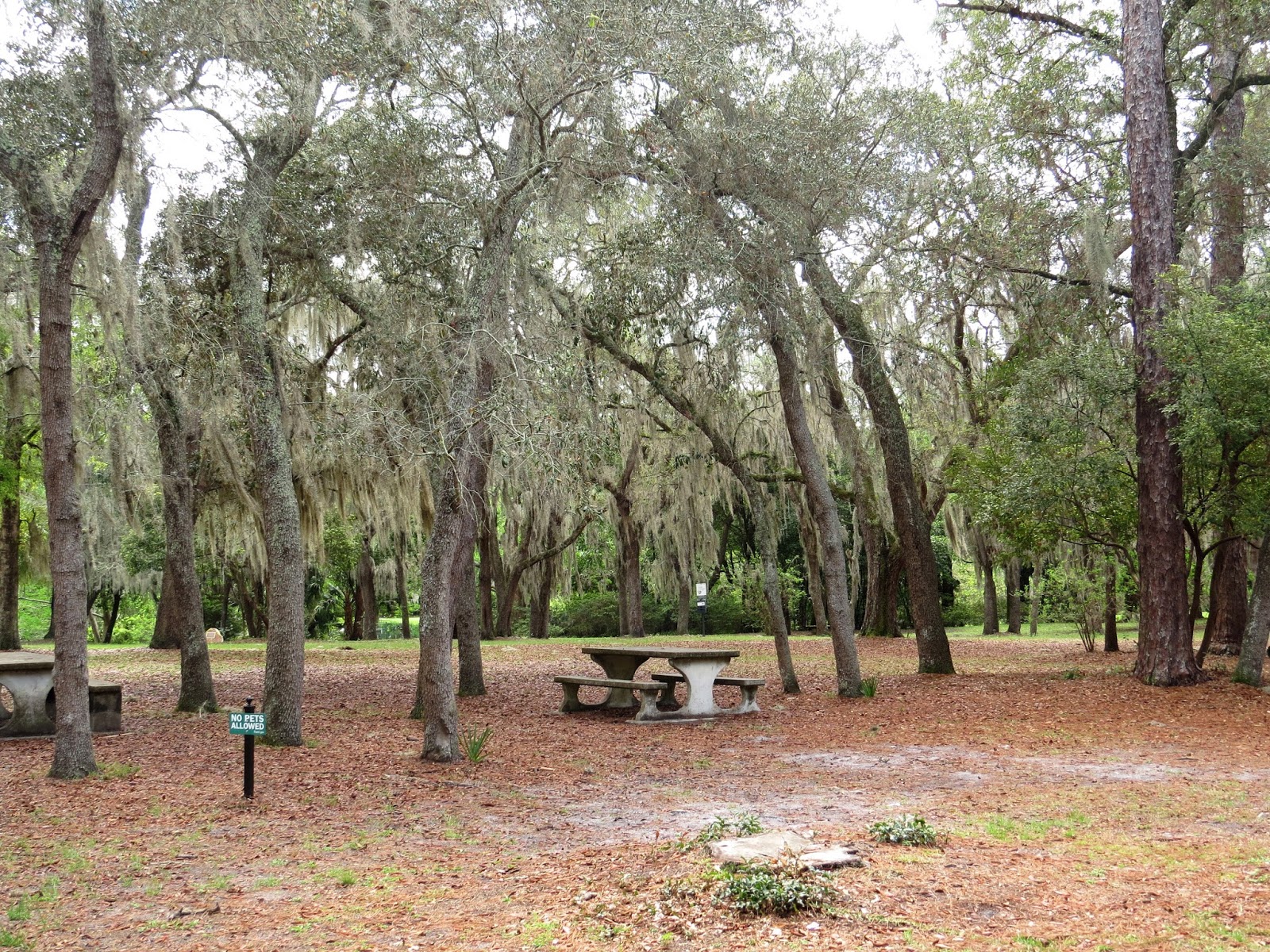 Pixie Birding Florida Birding Trip Report Day 3 (Mead Botanical Garden & Viera Wetlands)