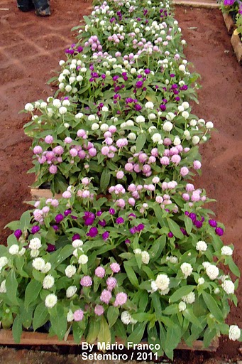 Meu Cantinho Verde: PERPÉTUA - ( Gomphrena globosa )