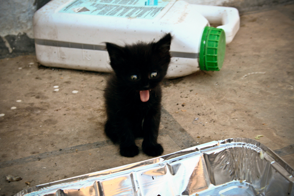 Gatinhos Engraçados Gatinho preto com lingua de fora