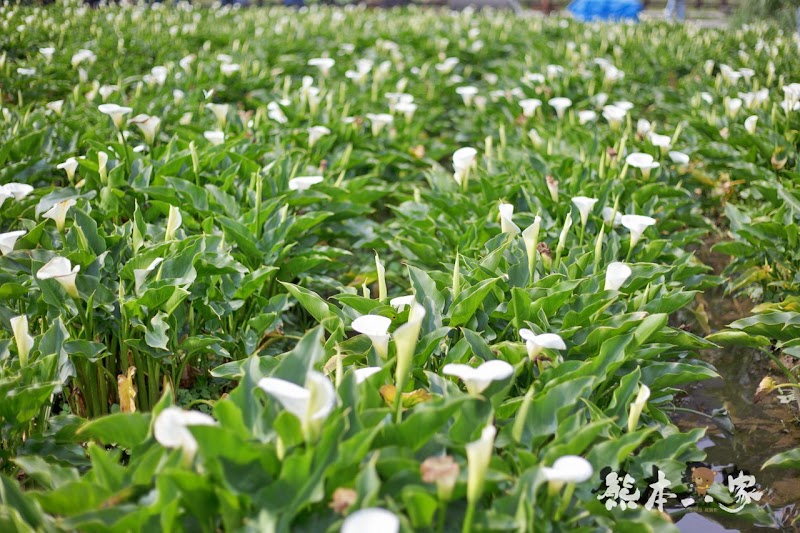名陽匍休閒農莊|頂湖海芋步道~台北陽明山竹子湖海芋季官網封面照就是在這拍的