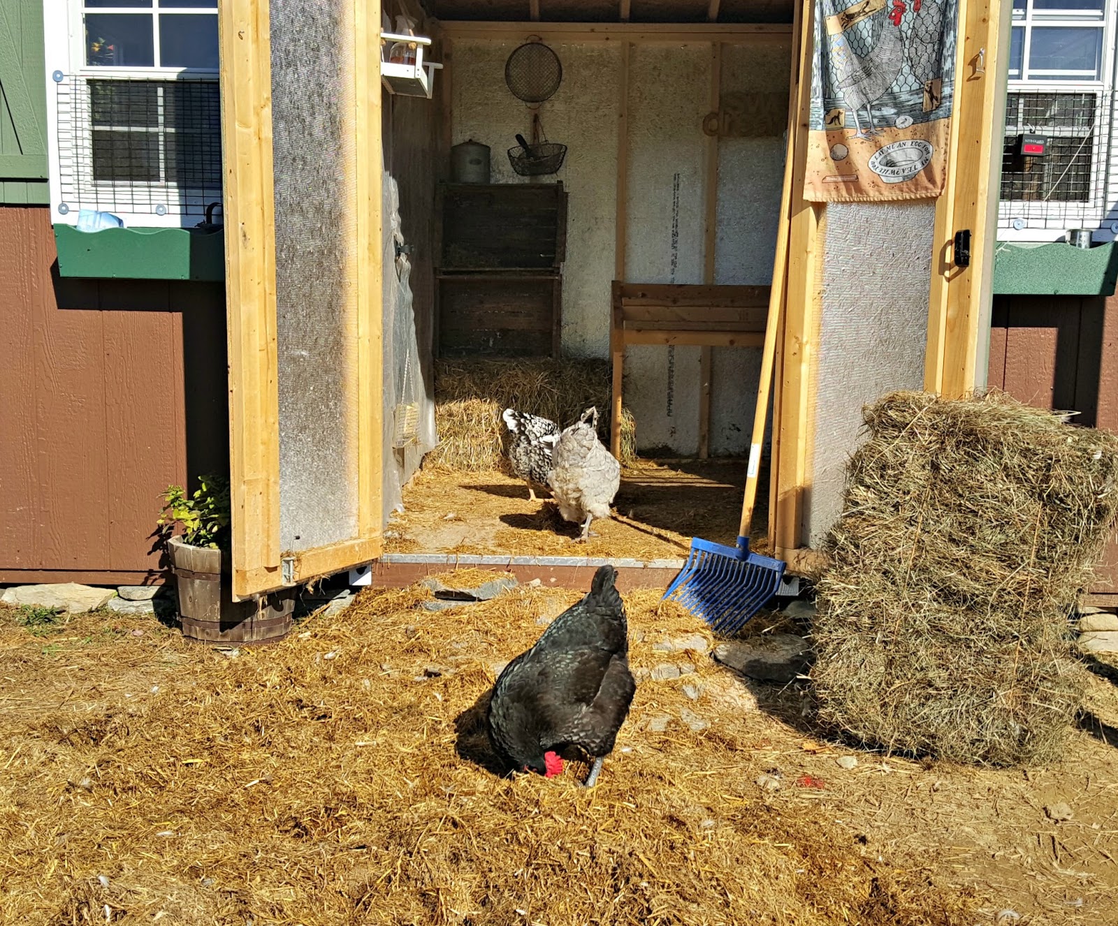 Chickens in a coop with one pecking at the ground and another standing on the doorway