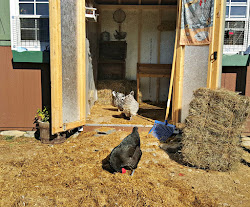 chicken extend way easy coop bedding