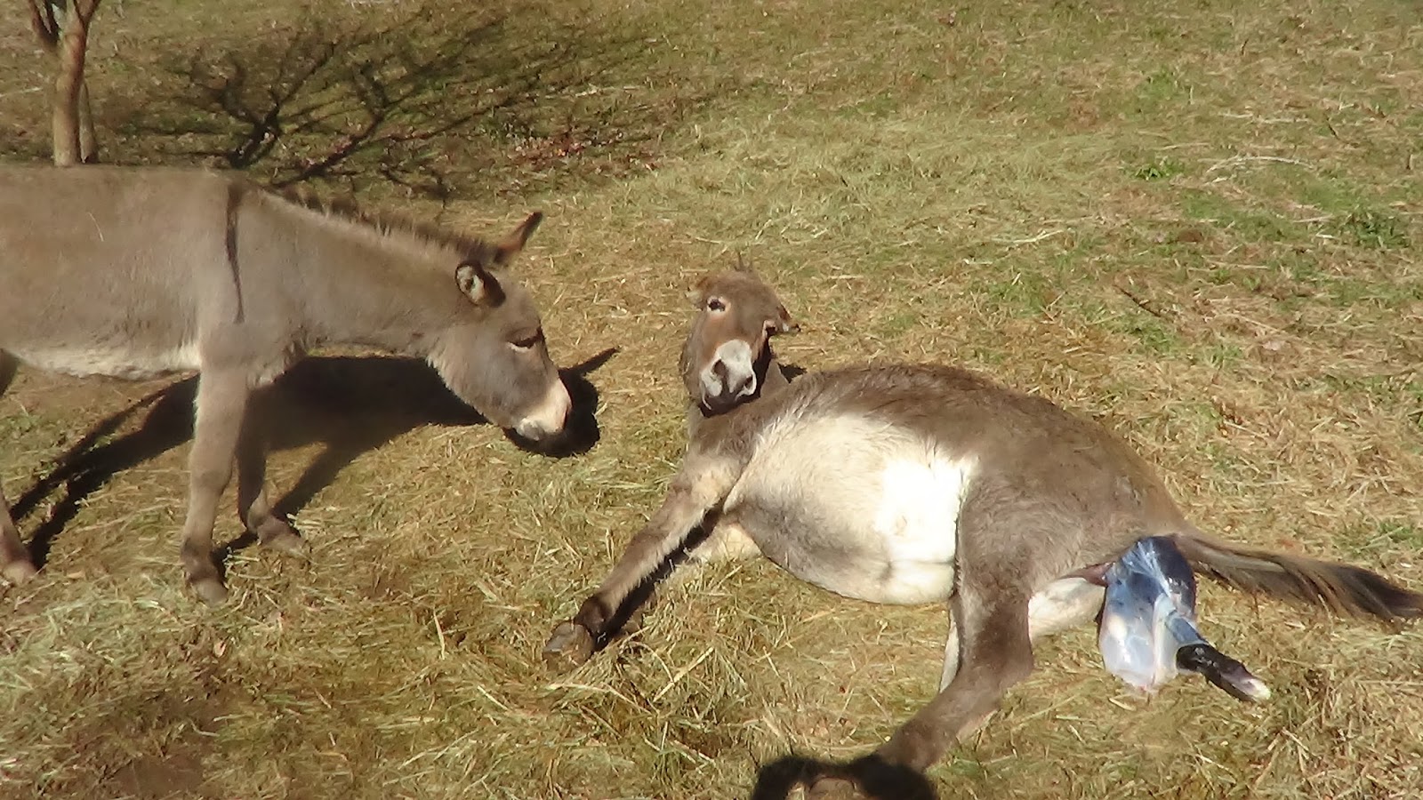 WATERFALL ROAD THE BIRTH OF A DONKEY