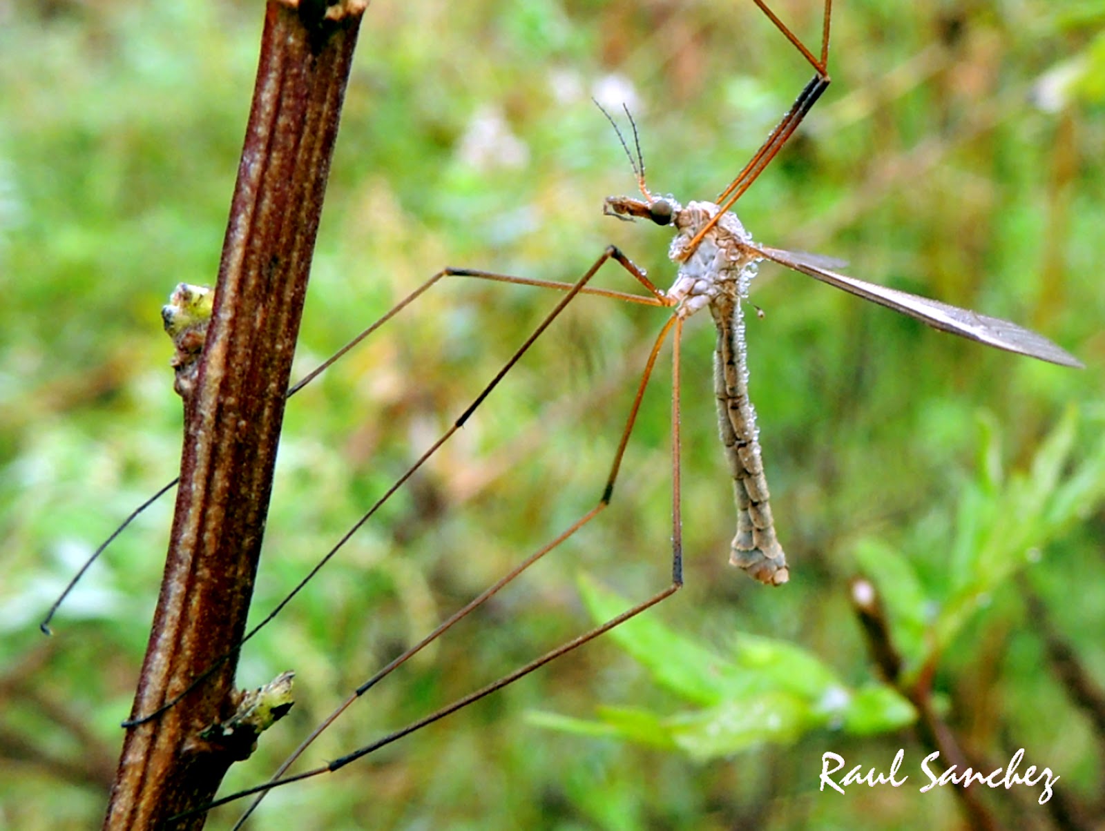 Naturaleza Viva : Mosquito Tipula ( o zancudo )