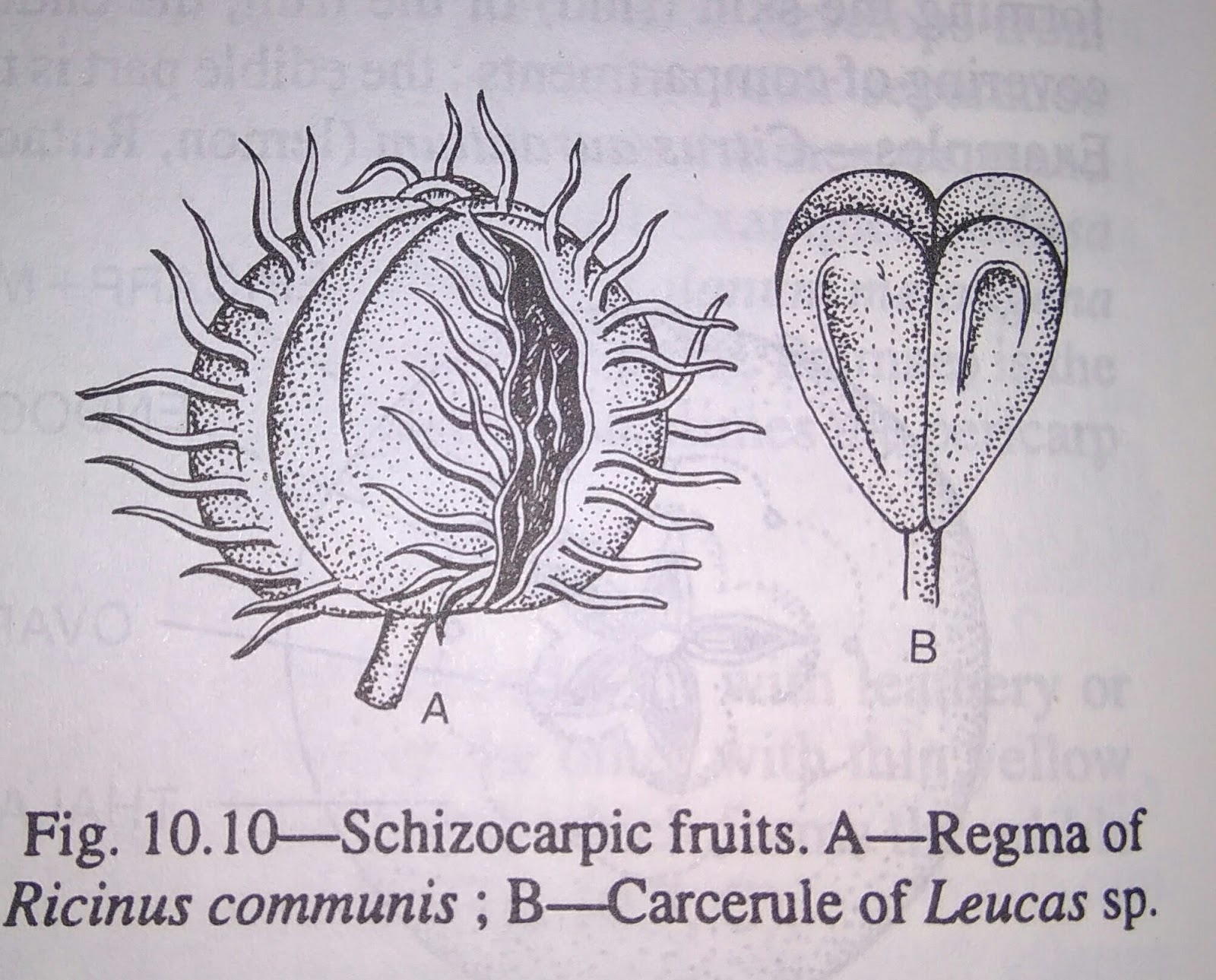 Schizocarpic or Splitting fruitsdigieduco