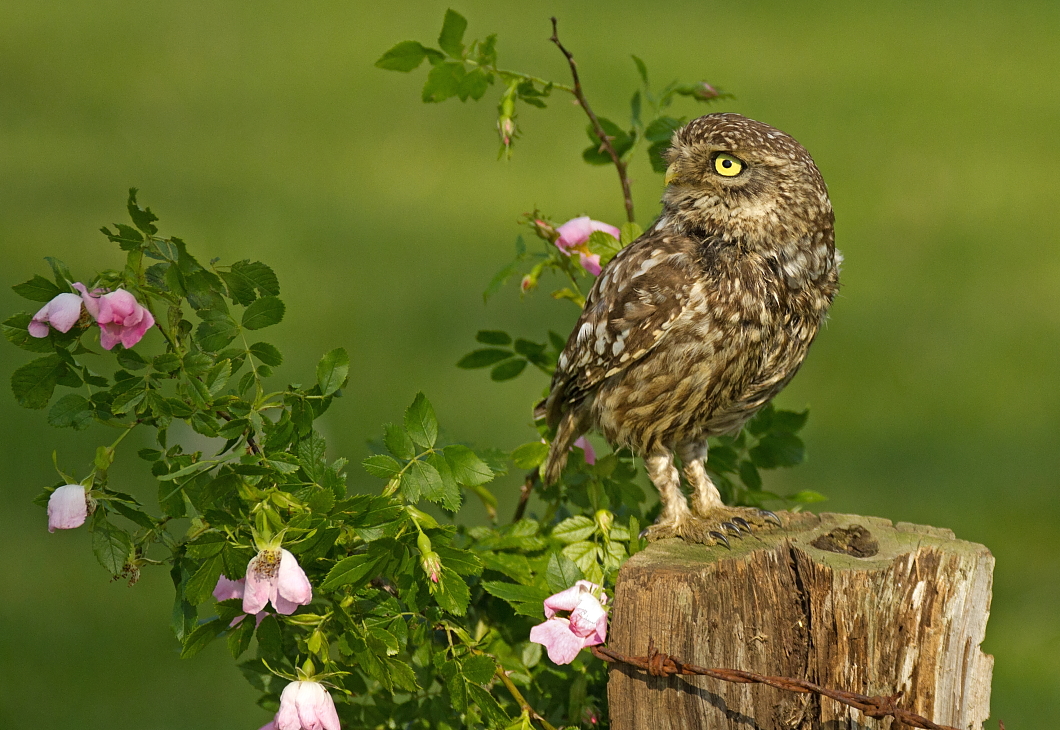 owls about that then!: Little Owl Gallery