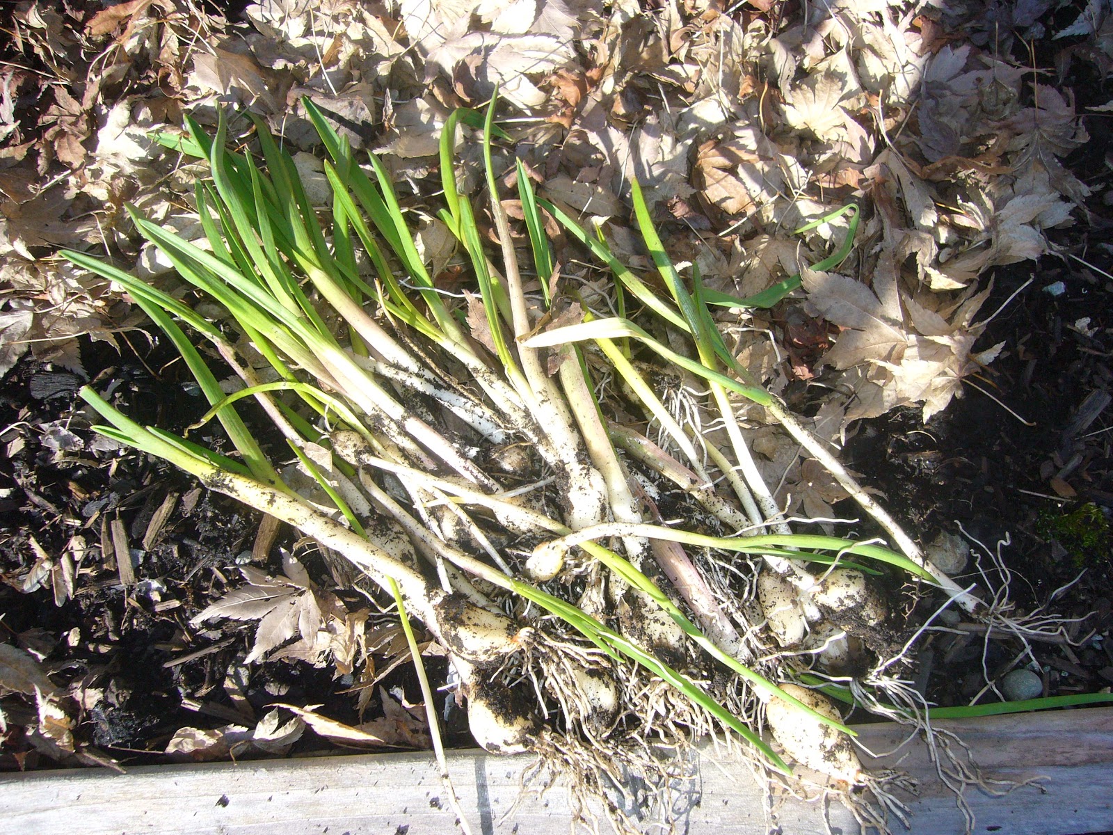 Gardening, Couponing and Living in Lake Stevens Onions Seeds Planted